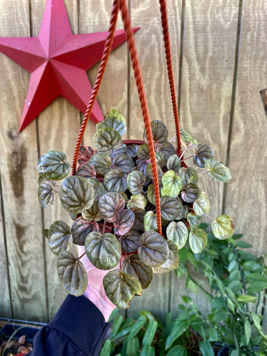 6” HB Pink Lady (High-Variegated Mother plant) ‘E’