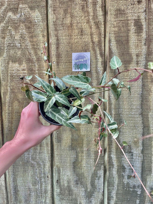 4” Cissus Amazonica