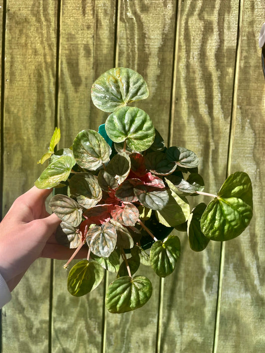 6” Pink Lady Peperomia