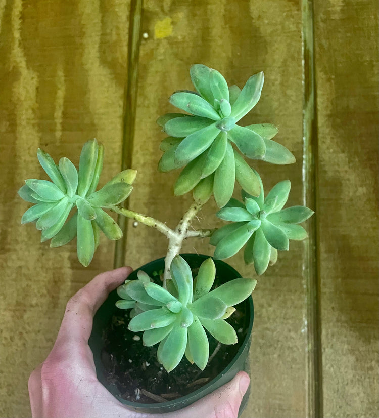 4” Bonsai Succulent