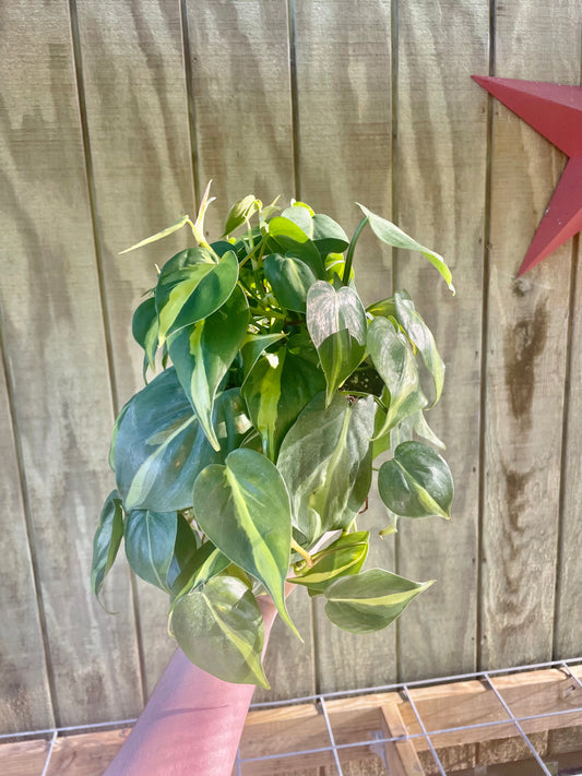 6” Large Philodendron Brazil