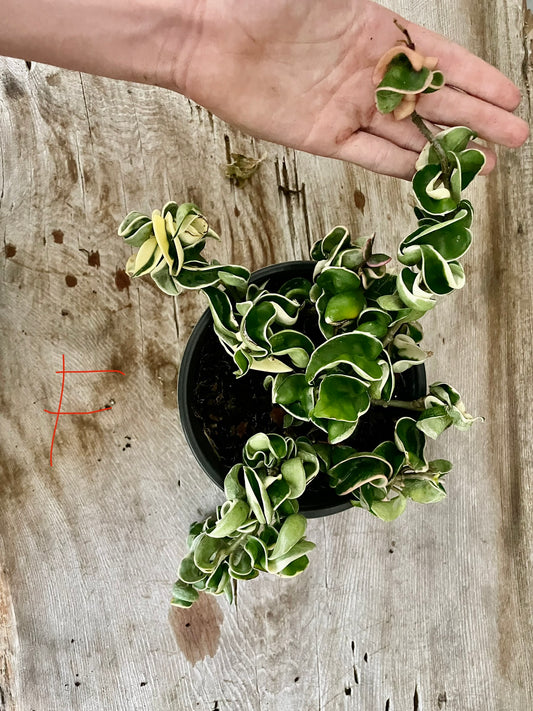 6” Variegated Hoya Compacta ‘F’