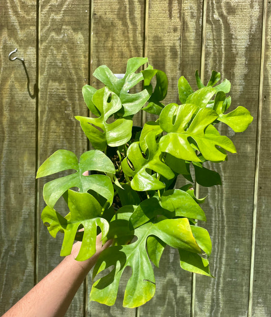 6” Mini Monstera