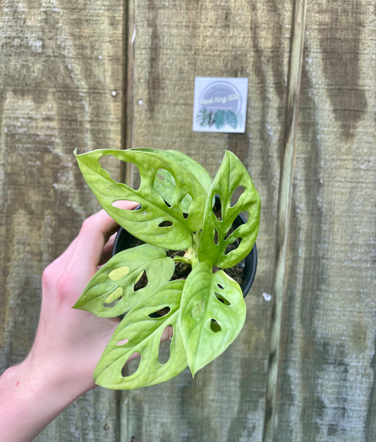 4” Monstera Adanosii