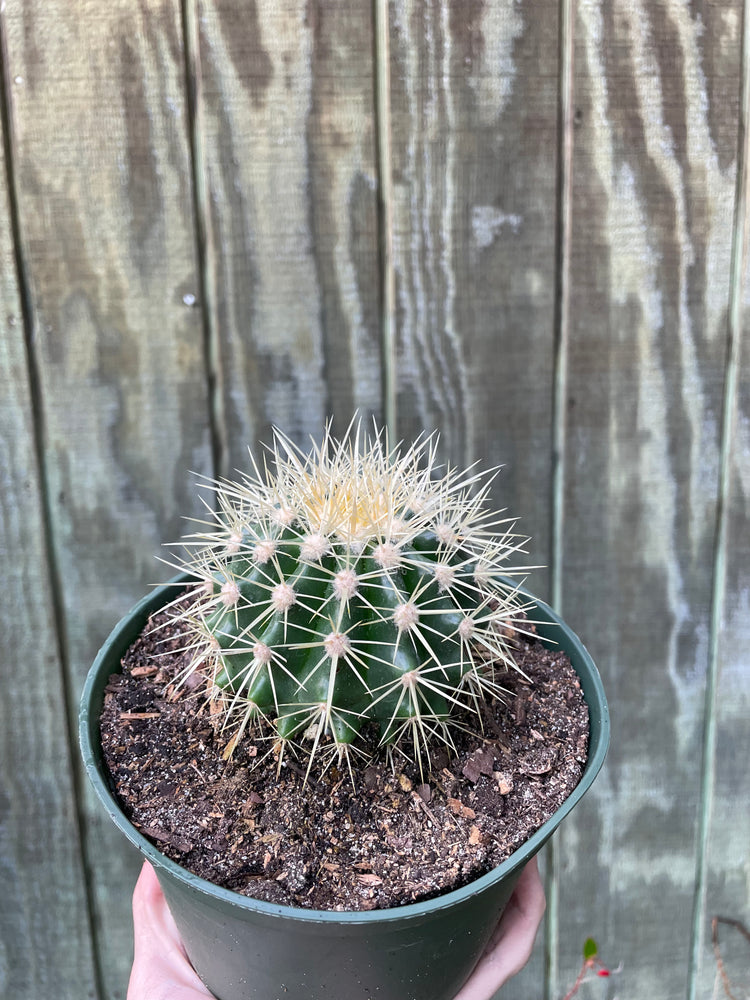 6” Barrel Cactus (big!)