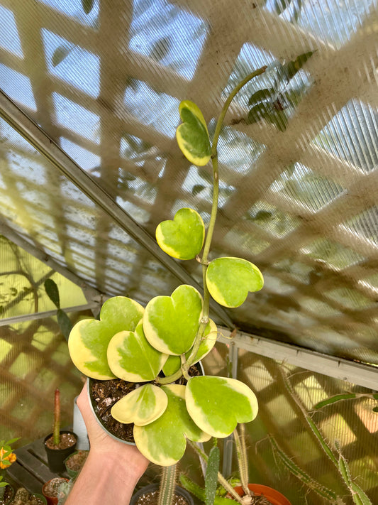 4” Variegated Hoya Kerrii L