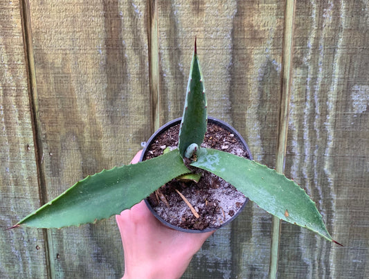6” Agave Americana