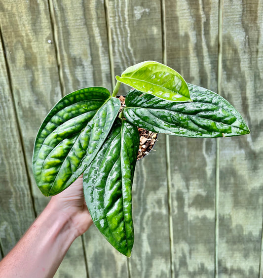 4” Monstera Peru - Houseplant