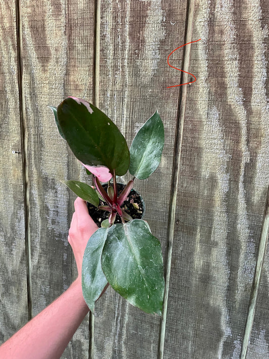 4” Pink Princess ‘S’