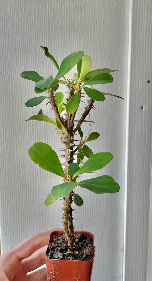2.5” Hybrid Crown Of Thorns -Cactus