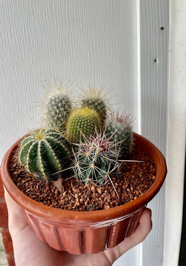 6” Cactus Dish Garden