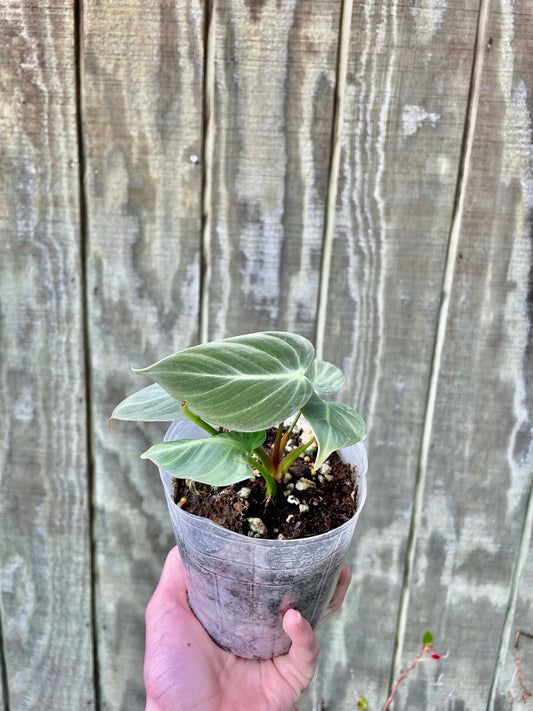 Philodendron El Choco Red