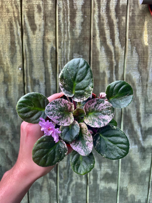 4” ‘Hot Splash’ Variegated African violet- Houseplant