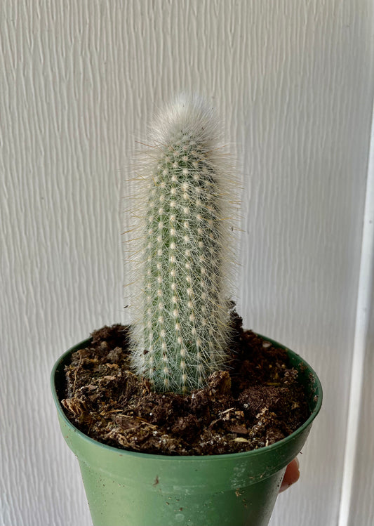 4” Grandfather Cactus - Cacti