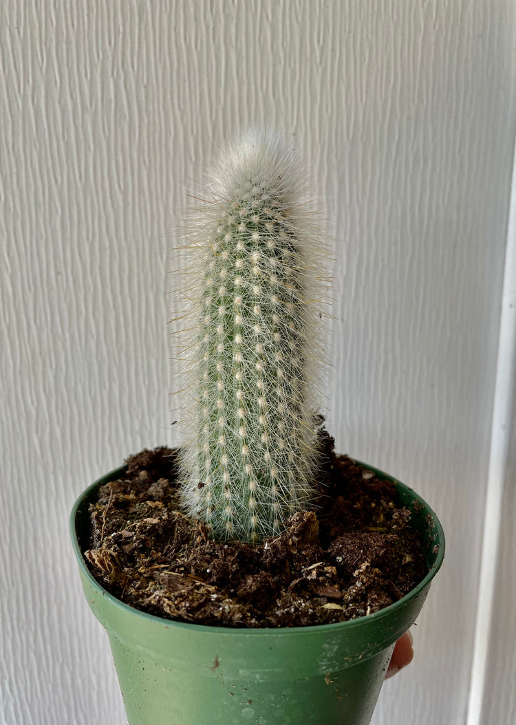 4” Grandfather Cactus - Cacti