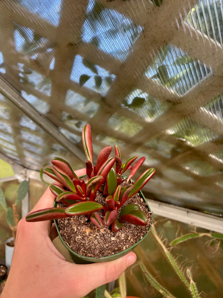 4” Ruby Succulent