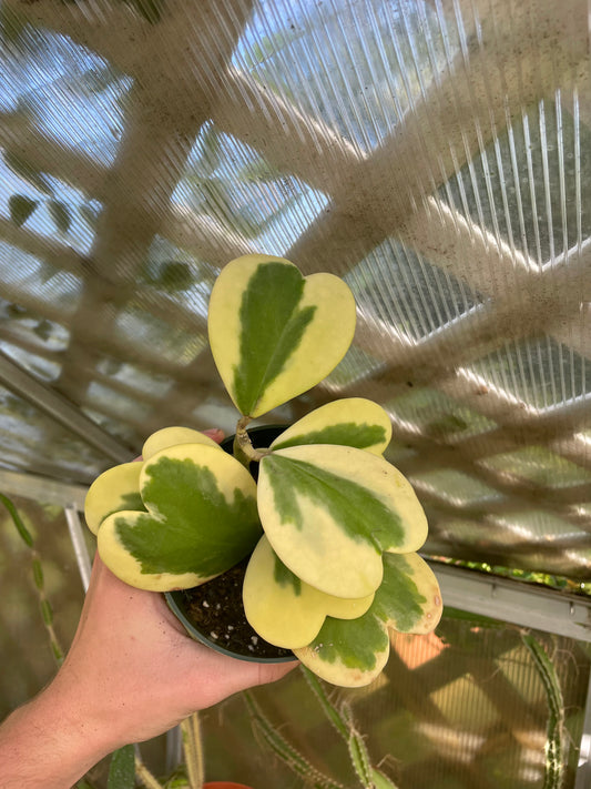4” Variegated Hoya Kerrii S