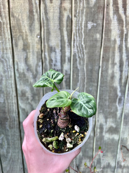 Philodendron El Choco Red