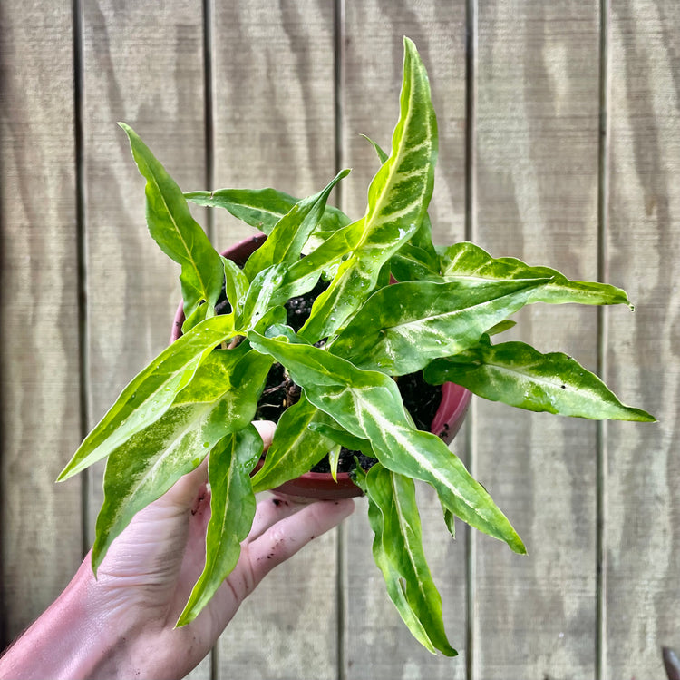 6” Syngonium Ribbon - Houseplant
