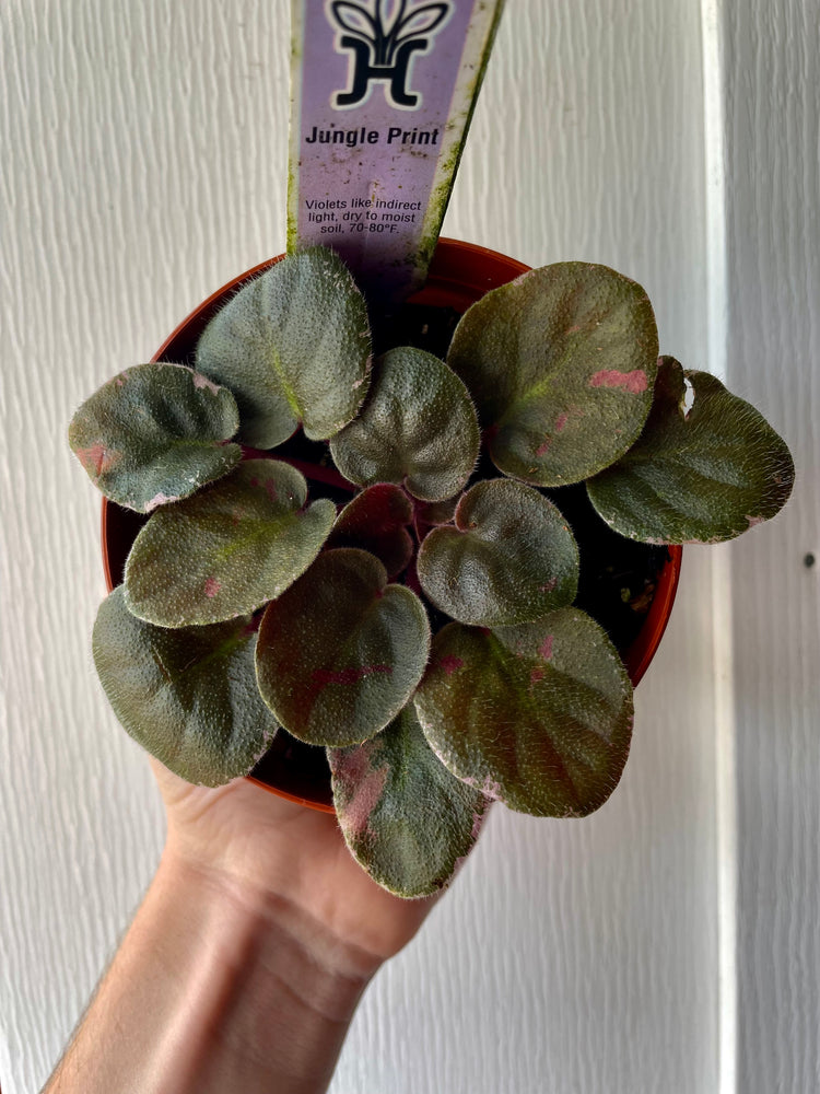 4” Jungle Print African Violet (Very Uncommon!)- Houseplant