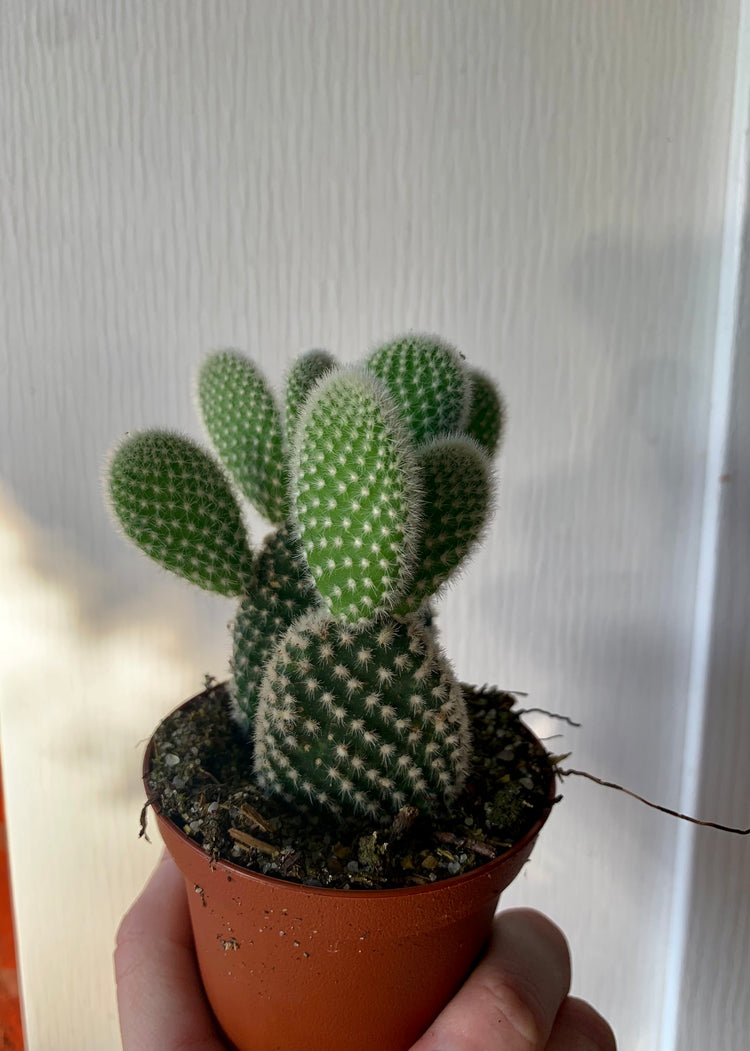3” Double Bunny Ear Cactus - Cacti