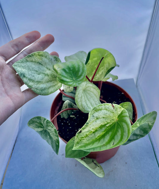 6” Variegated Watermelon Pep