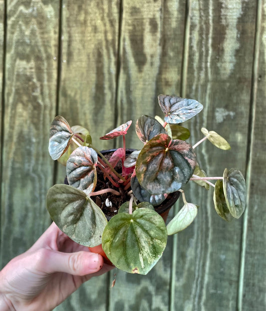 4” Pink Lady Pep
