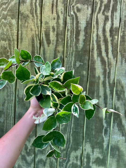 6” Hoya Queen