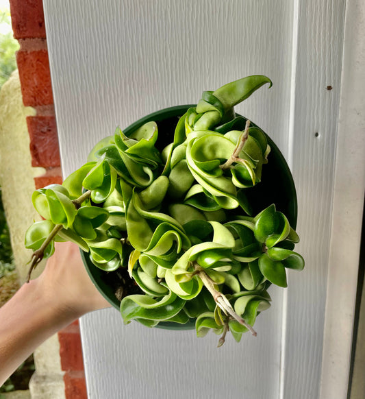 6” Hoya Compacta ‘A’