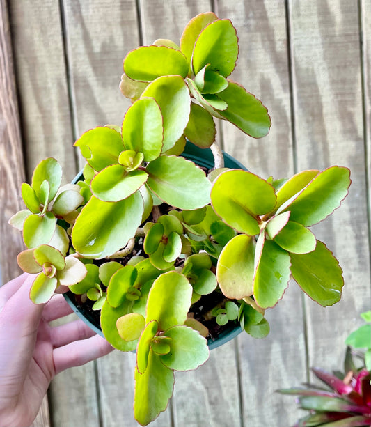 6” Kalanchoe