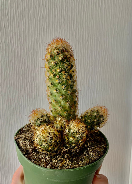 4” Mammillaria elongata- Cactus