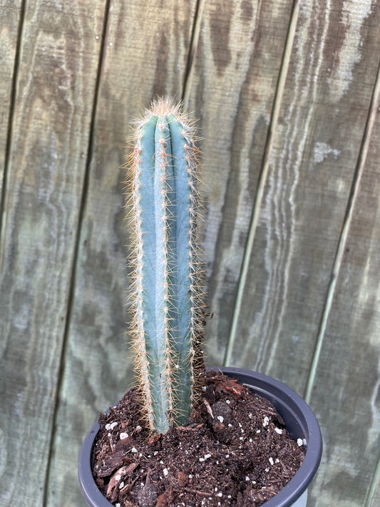 6” Blue Torch Cactus