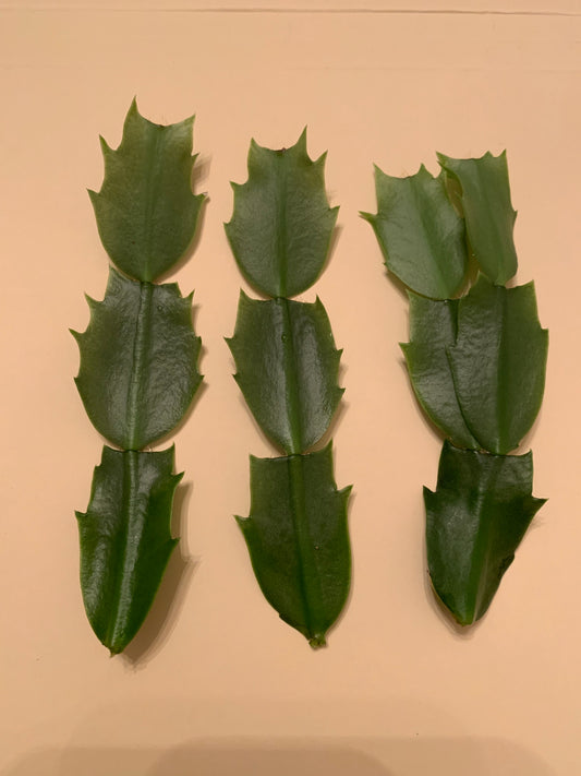 Thanksgiving Cactus - cacti
