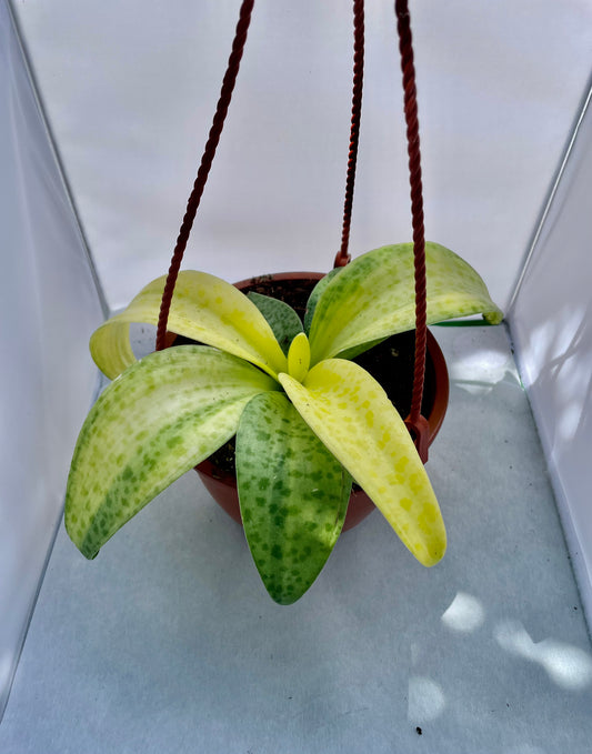 6” HB Variegated Leapord