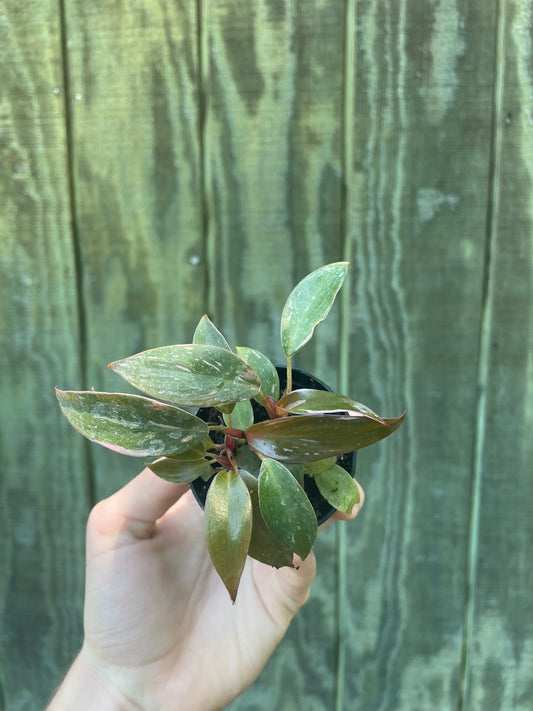 Pink Princess Philodendron