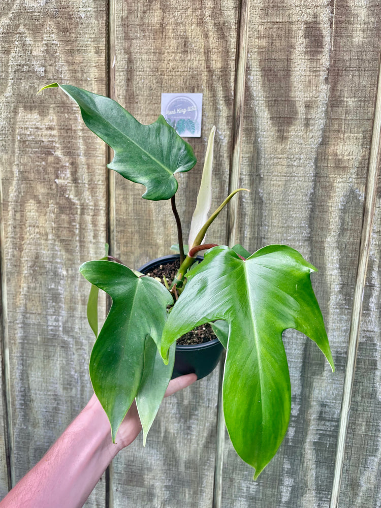 6” Philodendron Florida