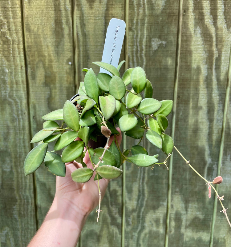 3.5” Hoya SP. AFF. Burtoniae - Houseplant
