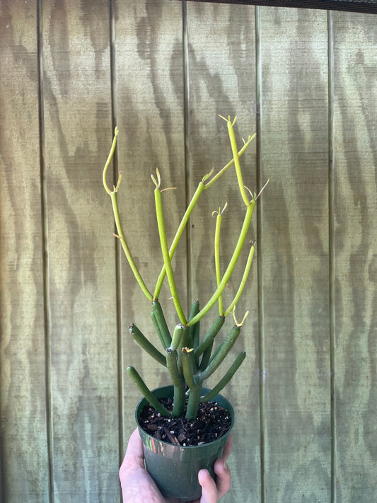 4” Firesticks