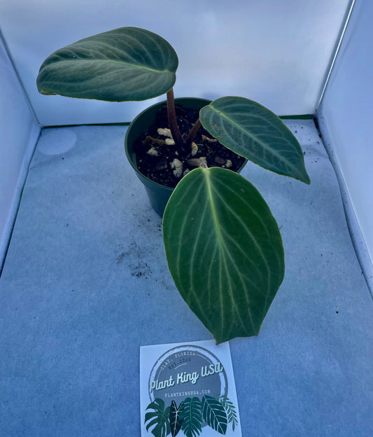 4” Rare Peperomia Maculosa ‘D’