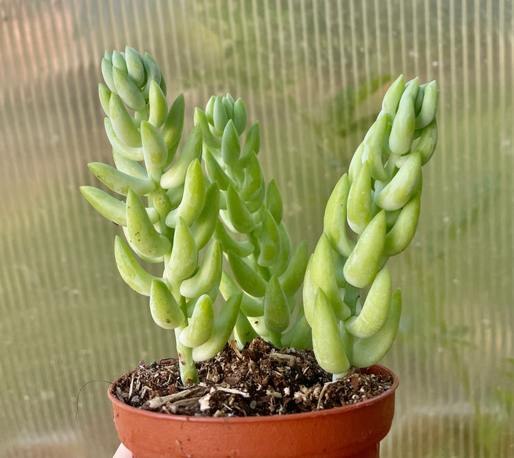 3” (Popular!) Donkey/Burrows Tail - Succulent