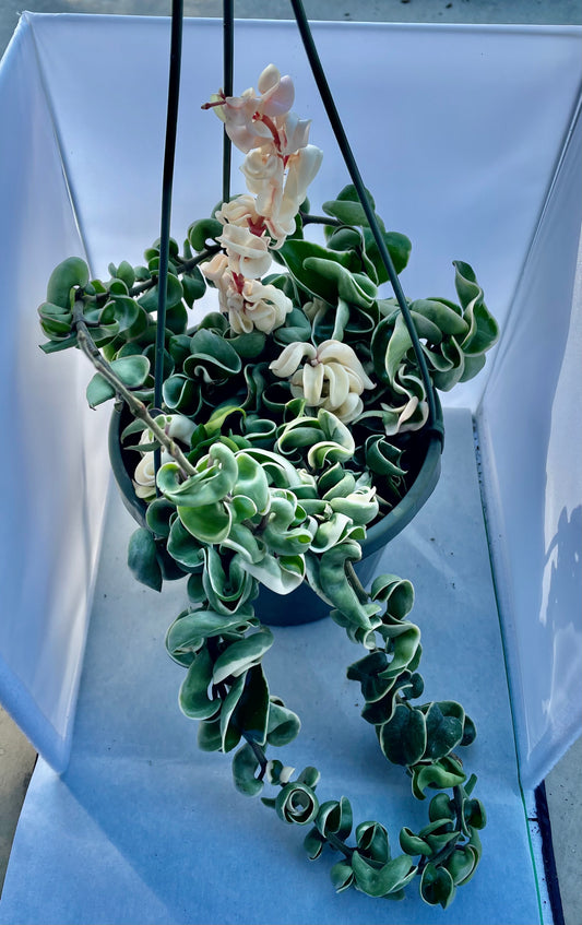 8” HB Variegated Hoya Compacta #2