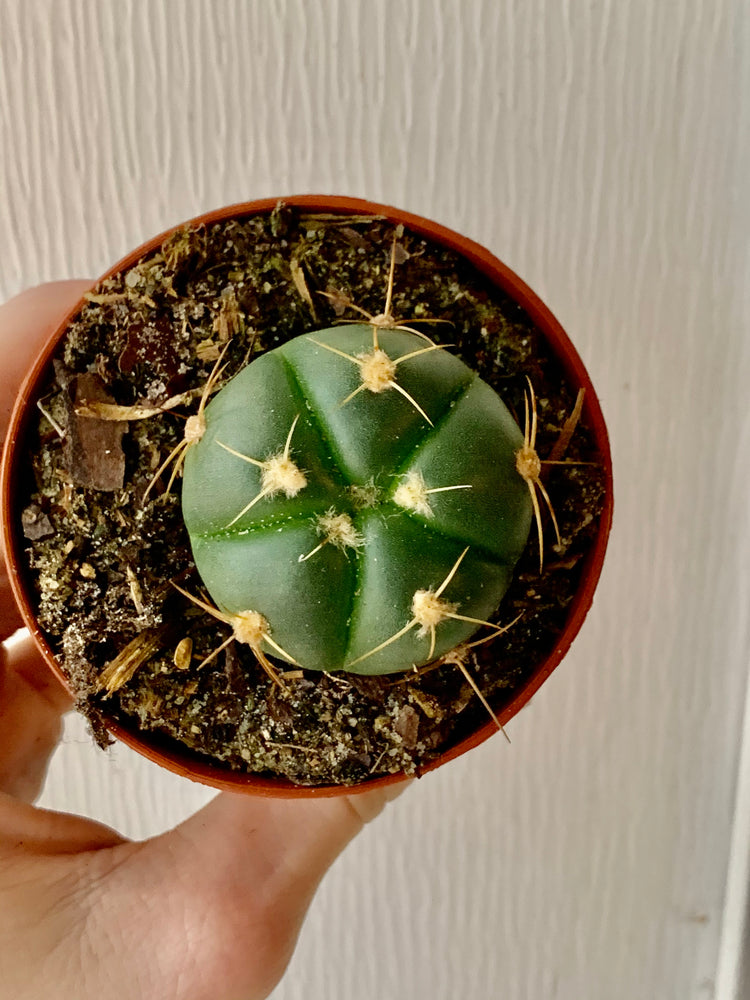 3” button cactus