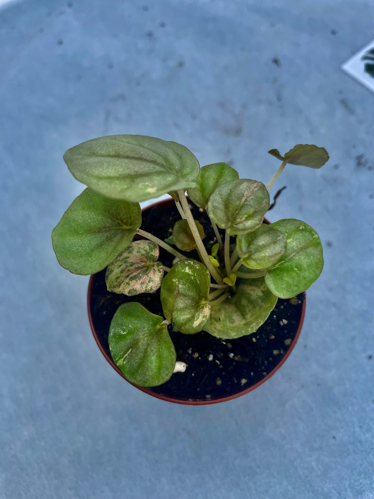 2” ‘Pink Lady’ Peperomia