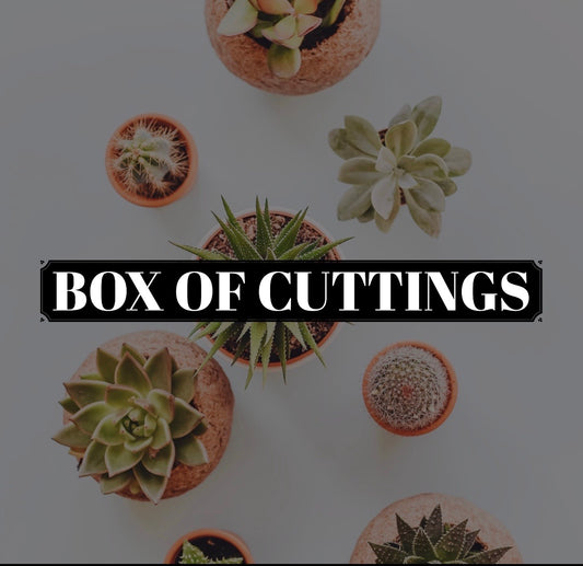Box of Succulent cuttings