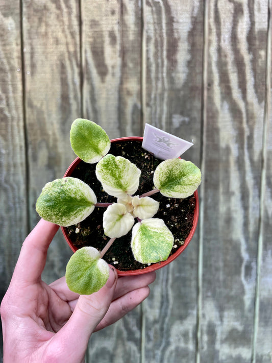 4” Variegated ‘Salmon’ Violet