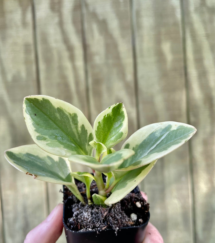 3” Peperomia Variegata- Houseplant