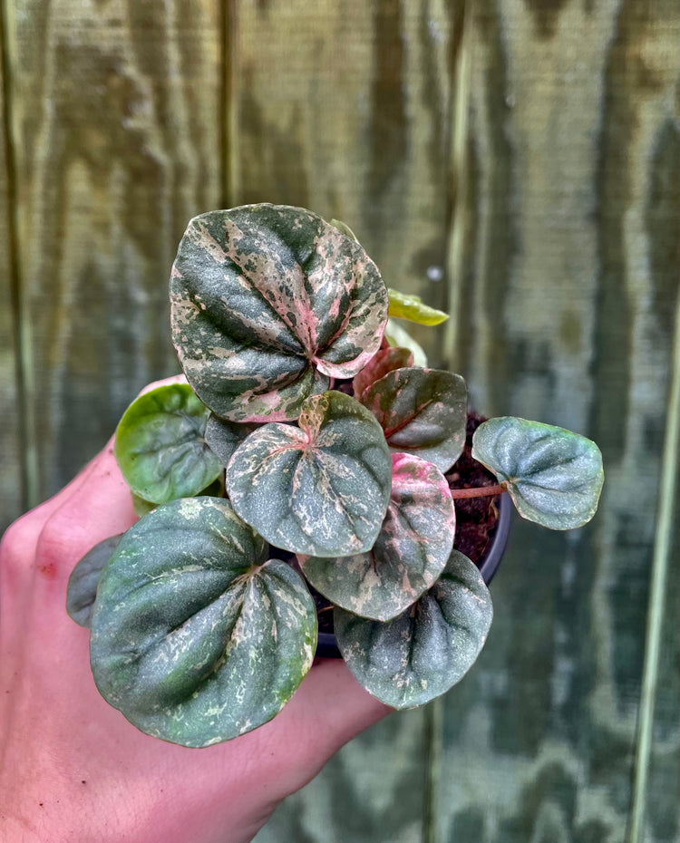 4” Pink Lady Peperomia