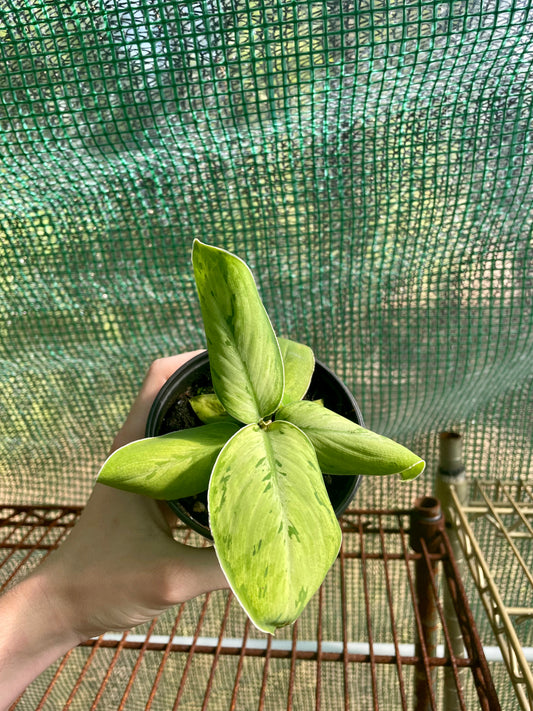 4” Homalomena Shelby