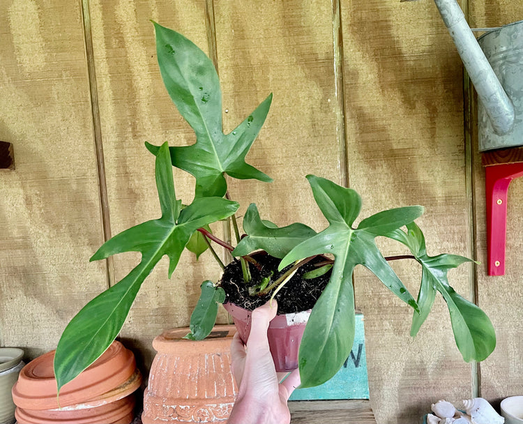 6” Philodendron Florida Green- Houseplant