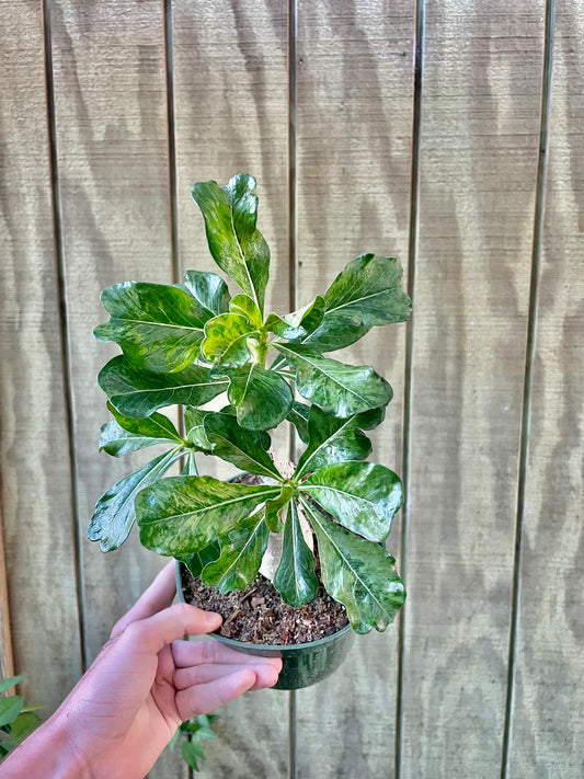 6” Variegated Desert Rose